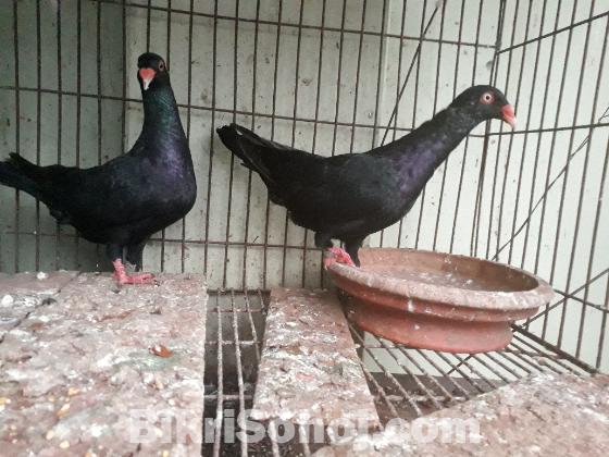 Black denish adult pair